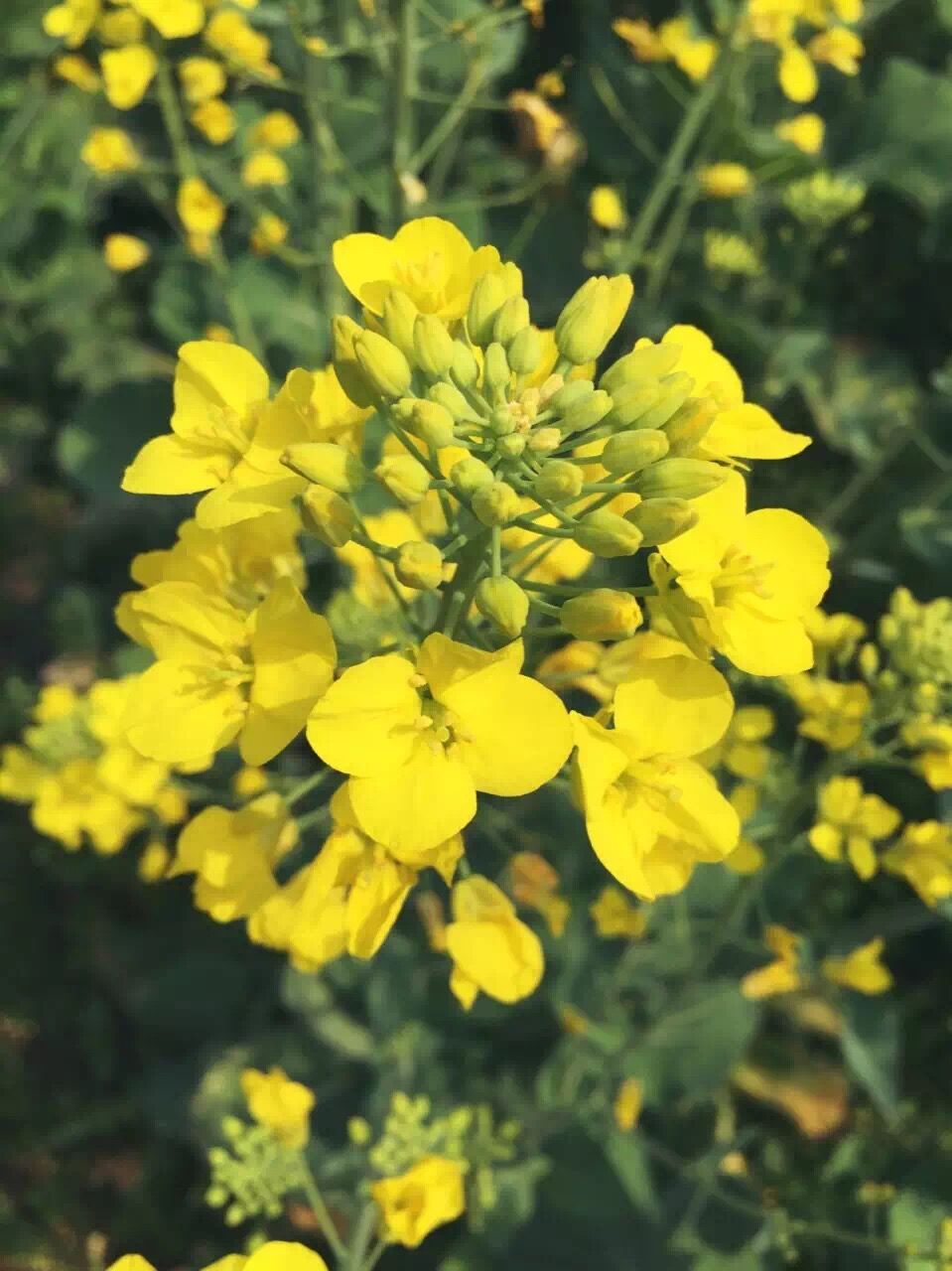 美丽的花为杰能增色